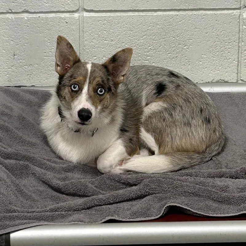 Milo