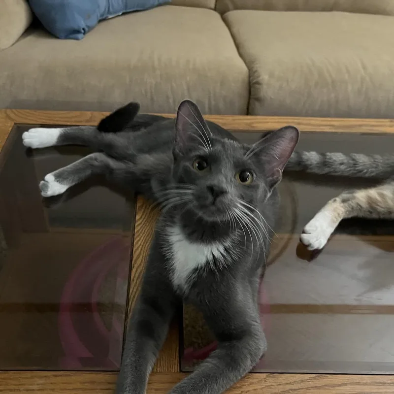 A young medium-sized female American Shorthair cat named Little Mouse for adoption in Overland Park, KS