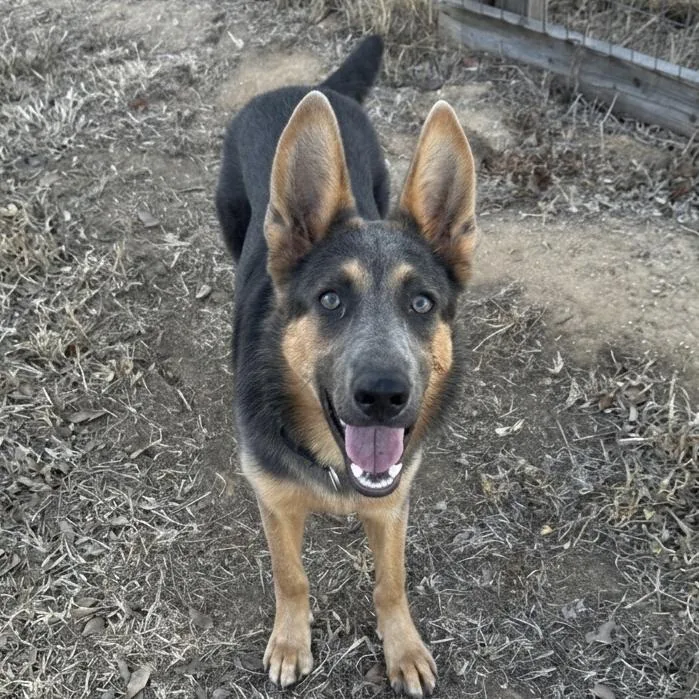A young medium-sized female Brown / Chocolate German Shepherd Dog dog named Iris for adoption in San Diego, CA