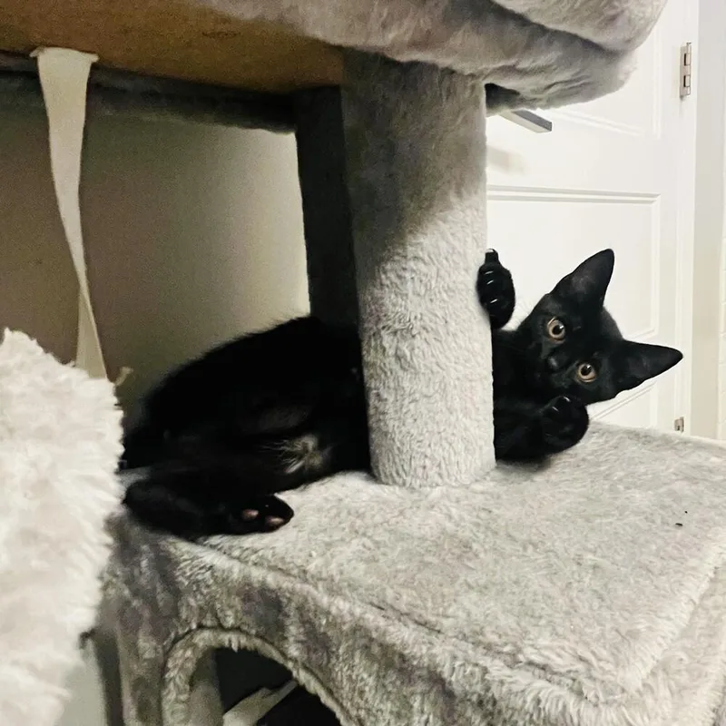 A baby small-sized female Black Domestic Short Hair cat named Melanor for adoption in Youngsville, NC