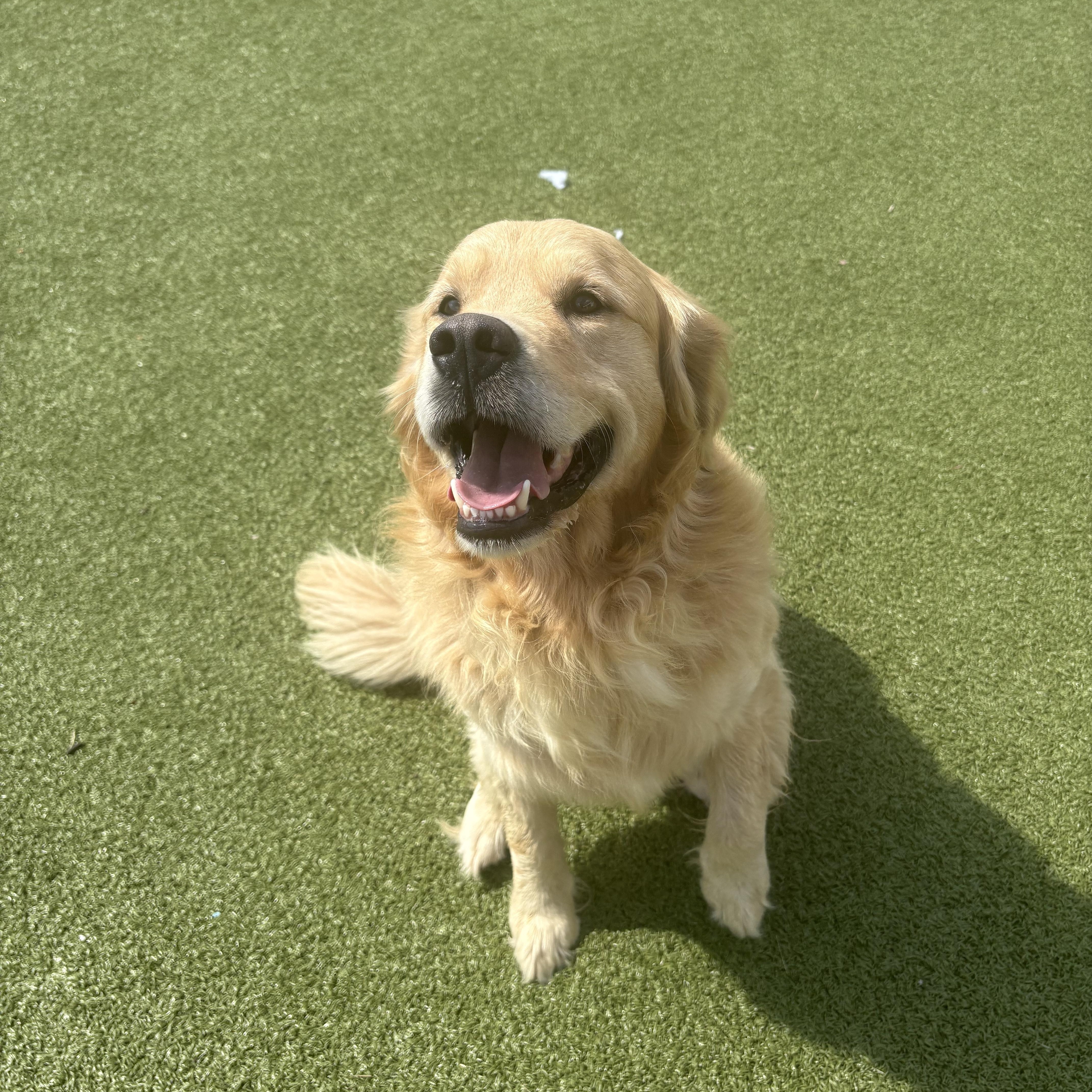 An adult large-sized male Golden Retriever dog named Kingston for adoption in Hays, KS