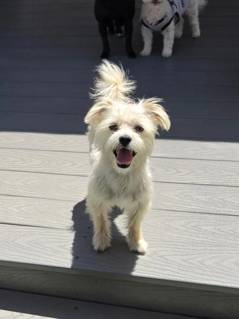 A young small-sized male White / Cream Shih Tzu dog named Stitch for adoption in Gardena, CA