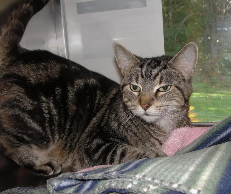 An adult medium-sized female Domestic Short Hair cat named Gizmo for adoption in Plover, WI