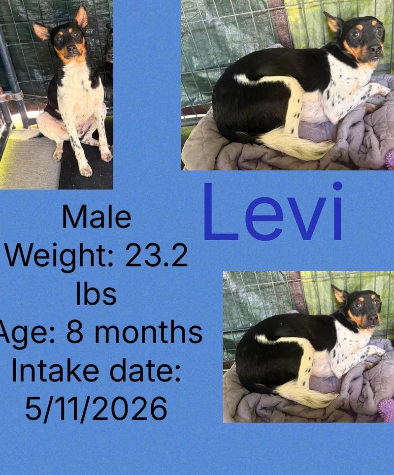 Levi