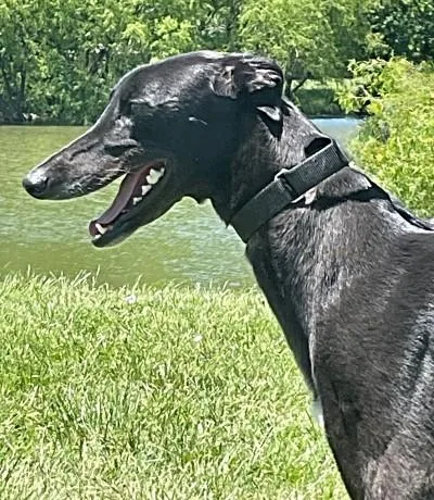 An adult large-sized female Black Greyhound dog named Xyla for adoption in Dallas, TX