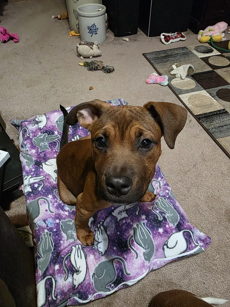 A baby medium-sized female Boxer dog named Rayna for adoption in Aurora, IL