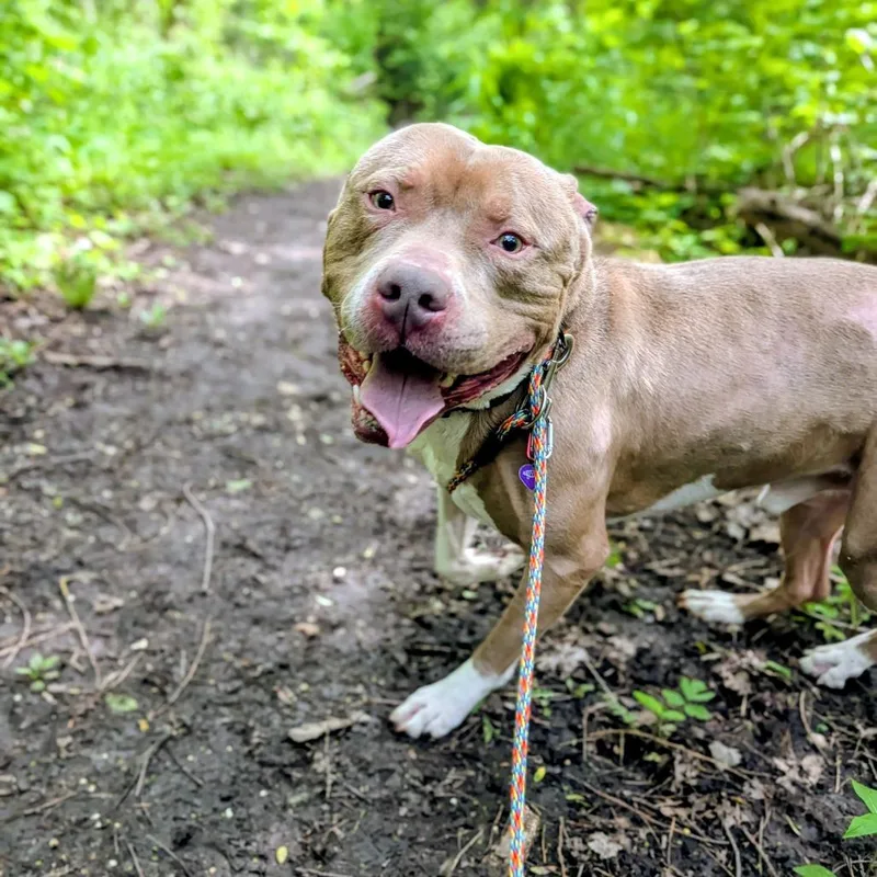 An adult large-sized male Brown / Chocolate Pit Bull Terrier dog named Sosa for adoption in Grand Rapids, MI