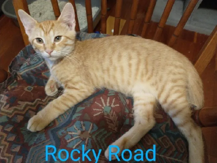 A baby medium-sized male Tabby (Orange / Red) Tabby cat named Rocky Road for adoption in Waynesboro, VA