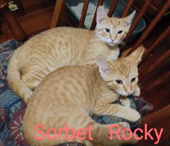 Rocky Road thumbnail 4