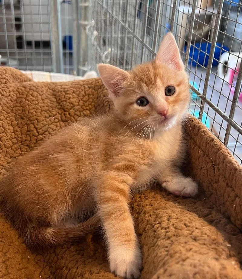 A baby small-sized male Orange & White Domestic Short Hair cat named Maui for adoption in McPherson, KS