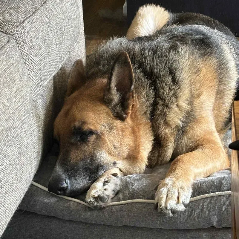 A senior large-sized male Yellow / Tan / Blond / Fawn German Shepherd Dog dog named Carson for adoption in Stephens City, VA