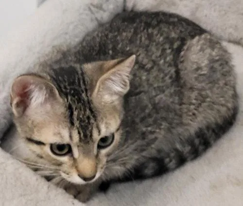 A young medium-sized female Domestic Short Hair cat named Jetta  PSP for adoption in Oakland Park, FL