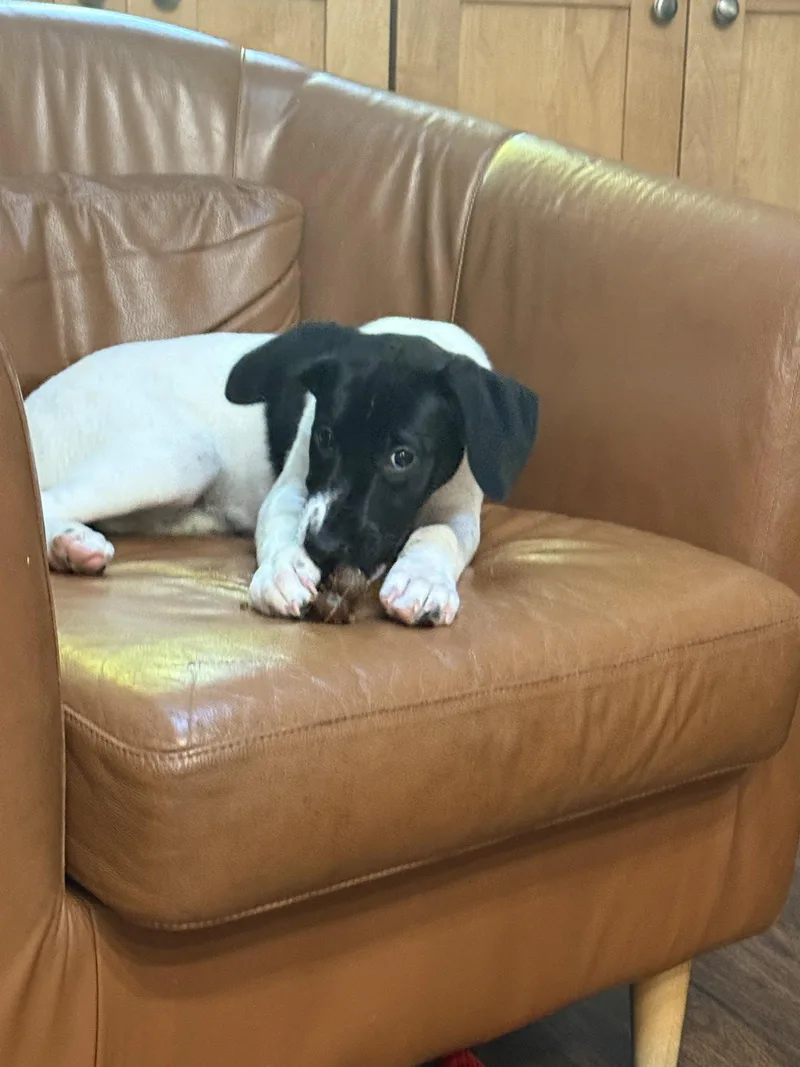 A baby medium-sized female German Shorthaired Pointer dog named Puppy Nellie for adoption in Cuyahoga Falls, OH