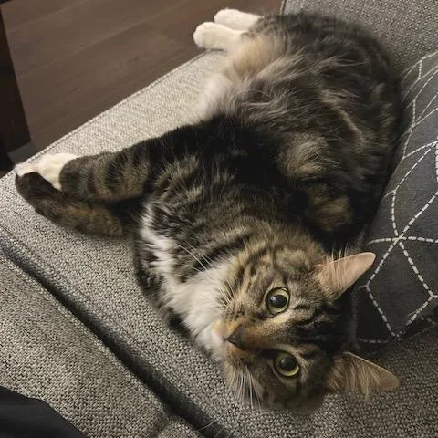 An adult extra large-sized male Brown / Chocolate Domestic Medium Hair cat named Luca for adoption in Durham, NC