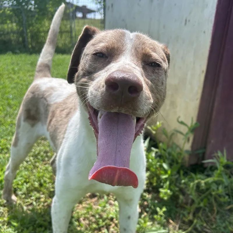 An adult medium-sized male Brown / Chocolate Boxer dog named Lorax for adoption in West Point, MS