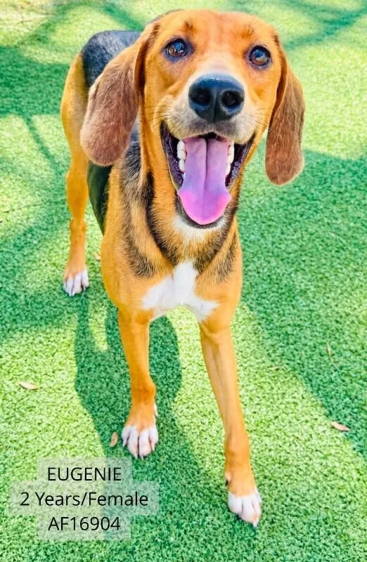 An adult medium-sized female Foxhound dog named Eugenie for adoption in Supply, NC