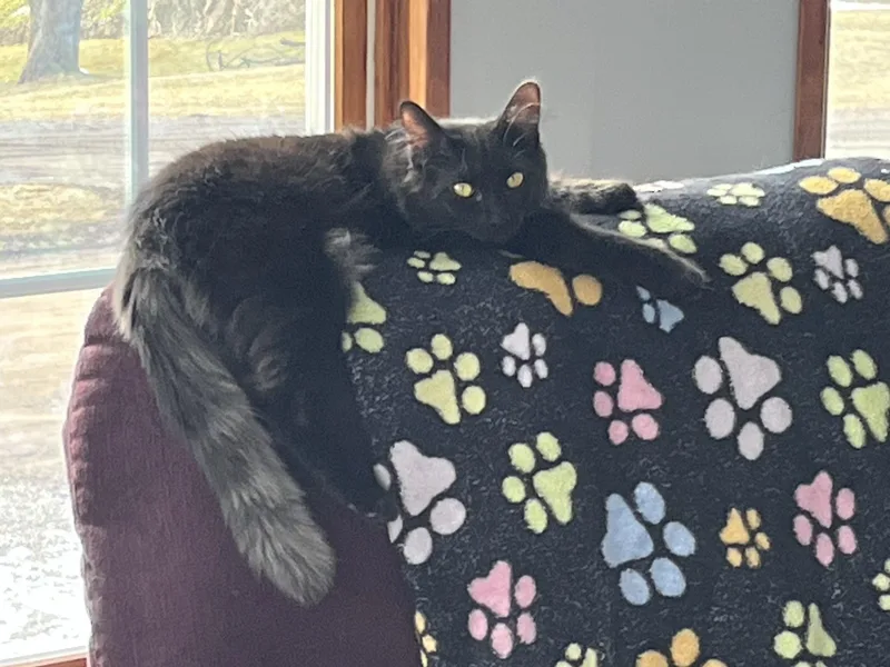 An adult medium-sized male Domestic Long Hair cat named BDub for adoption in Brighton, MI
