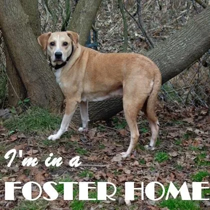 An adult large-sized female Mixed Breed dog named Nellie Fka Penny for adoption in West Chester, PA