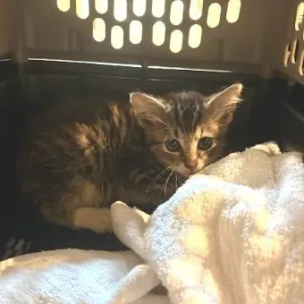 A baby small-sized male Brown / Chocolate Domestic Short Hair cat named Prince Mark for adoption in Lynchburg, VA