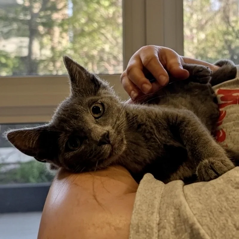 A baby medium-sized male Gray / Blue / Silver Domestic Short Hair cat named Reid for adoption in Norwalk, CT