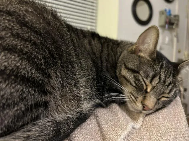 An adult medium-sized male Tabby (Buff / Tan / Fawn) Domestic Short Hair cat named Sullivan for adoption in Mount Pleasant, SC
