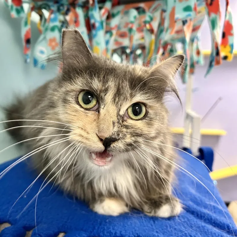 Christine thumbnail 2