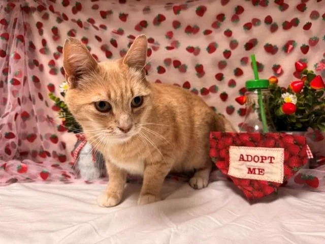 An adult medium-sized male Domestic Short Hair cat named Percy for adoption in Fairfield, CA