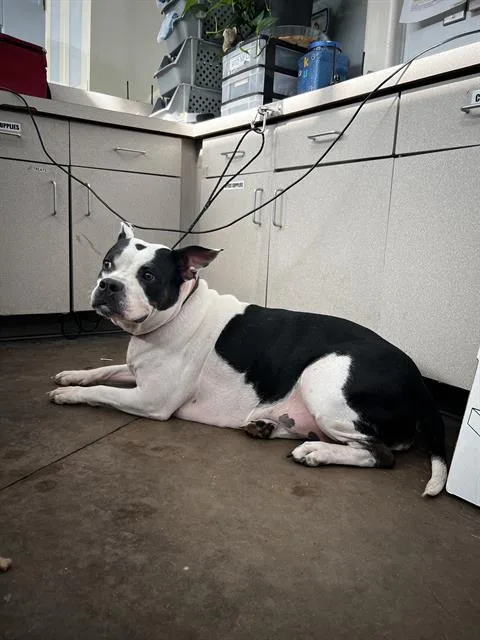 An adult large-sized female Mixed Breed dog named Lady for adoption in Dallas, TX