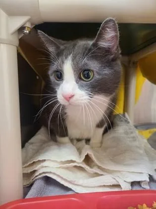 An adult medium-sized male Domestic Short Hair cat named Mookie for adoption in Westland, MI