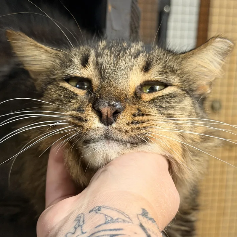An adult medium-sized male Tabby (Brown / Chocolate) Domestic Medium Hair cat named Remmick for adoption in Kissimmee, FL