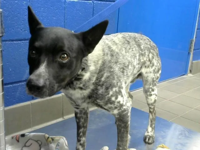 A young medium-sized male Australian Cattle Dog / Blue Heeler dog named Lobo for adoption in Albuquerque, NM