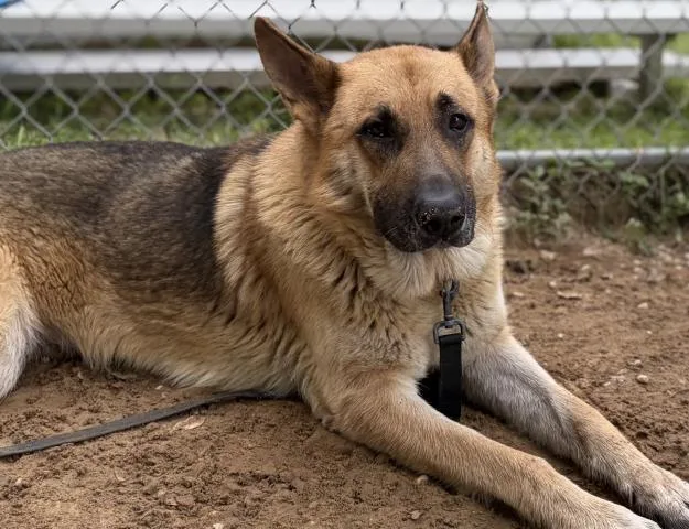 An adult extra large-sized male German Shepherd Dog dog named Leonard for adoption in Pensacola, FL