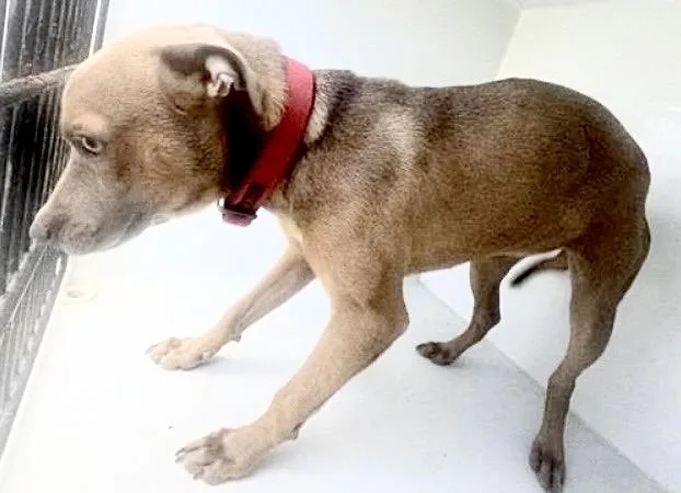 A young medium-sized female Black Mouth Cur dog named A for adoption in Houston, TX