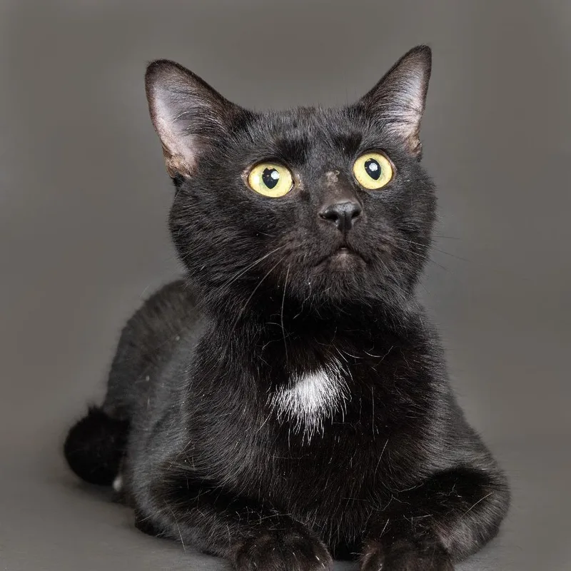 A young medium-sized female Black Domestic Short Hair cat named Rosie for adoption in Franklin, TN