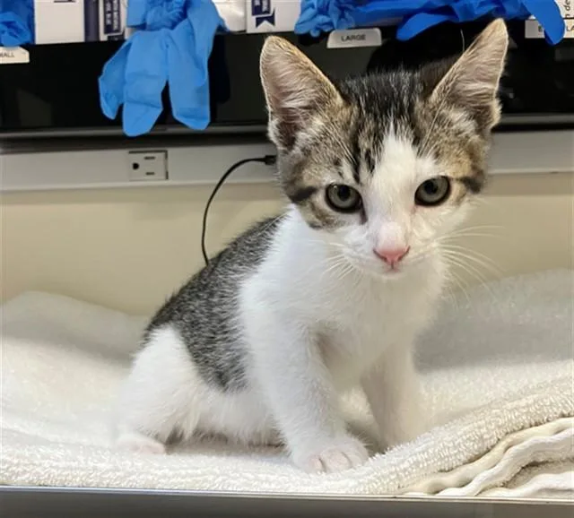 A baby small-sized male Domestic Short Hair cat named Grant for adoption in San Luis Obispo, CA