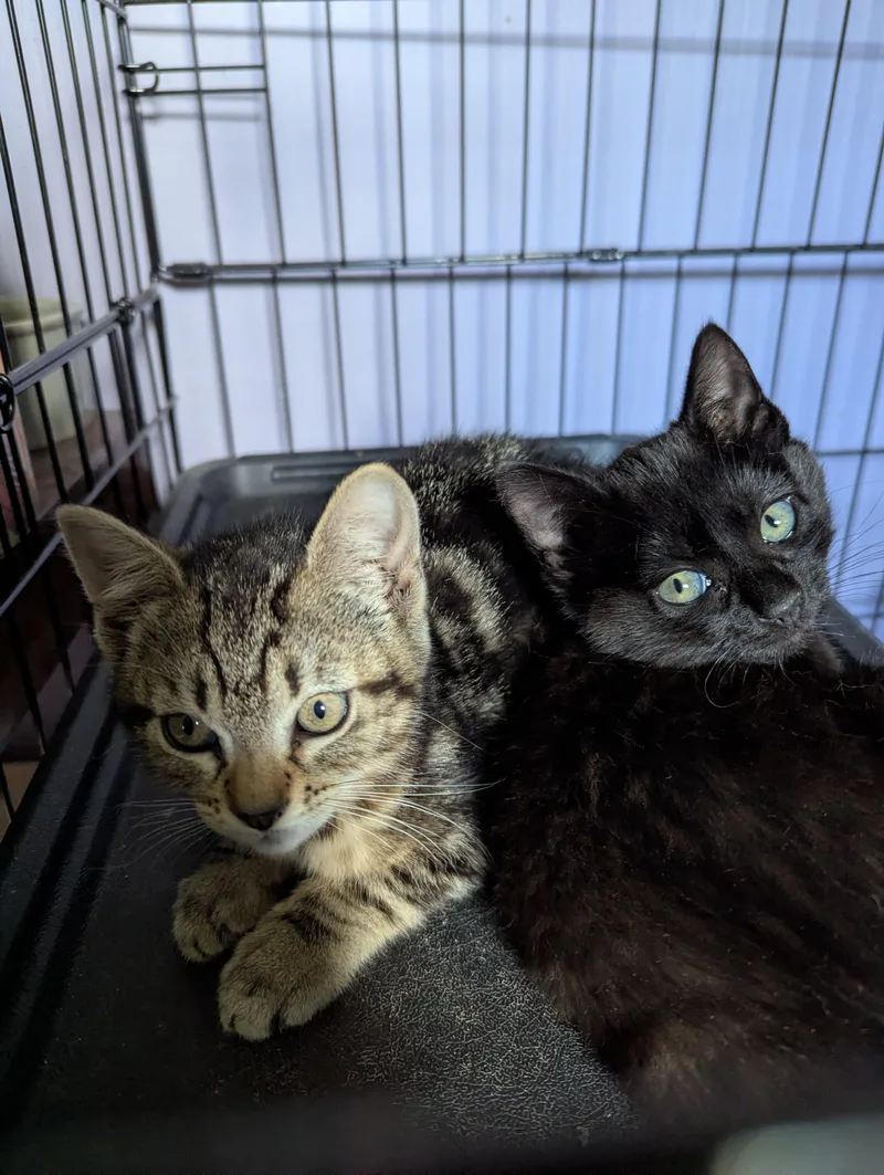 A baby medium-sized male Tabby (Brown / Chocolate) Domestic Short Hair cat named Wybie for adoption in Morristown, NJ