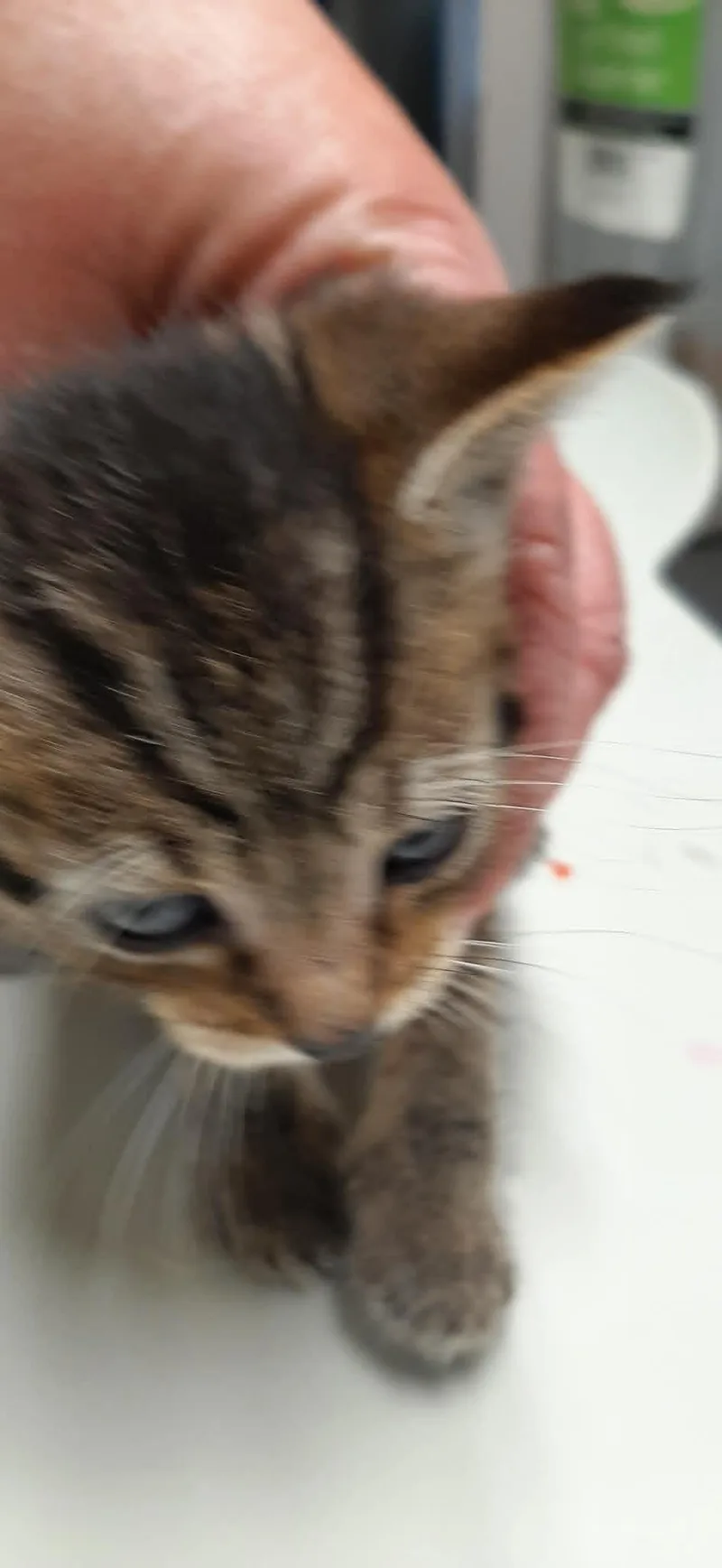 A baby medium-sized male Tabby (Brown / Chocolate) Domestic Short Hair cat named Scuttle for adoption in Georgetown, OH