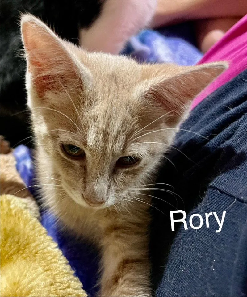 A baby medium-sized female Domestic Short Hair cat named Rory for adoption in Cromwell, KY