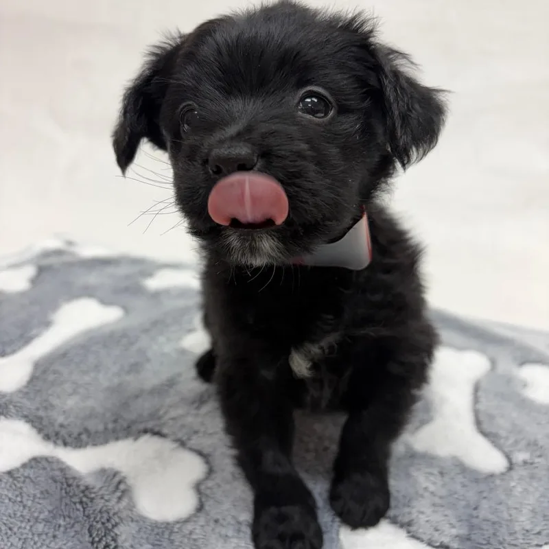 Minnie