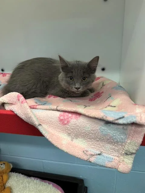 A baby small-sized male Domestic Short Hair cat named Dino for adoption in Peoria, IL