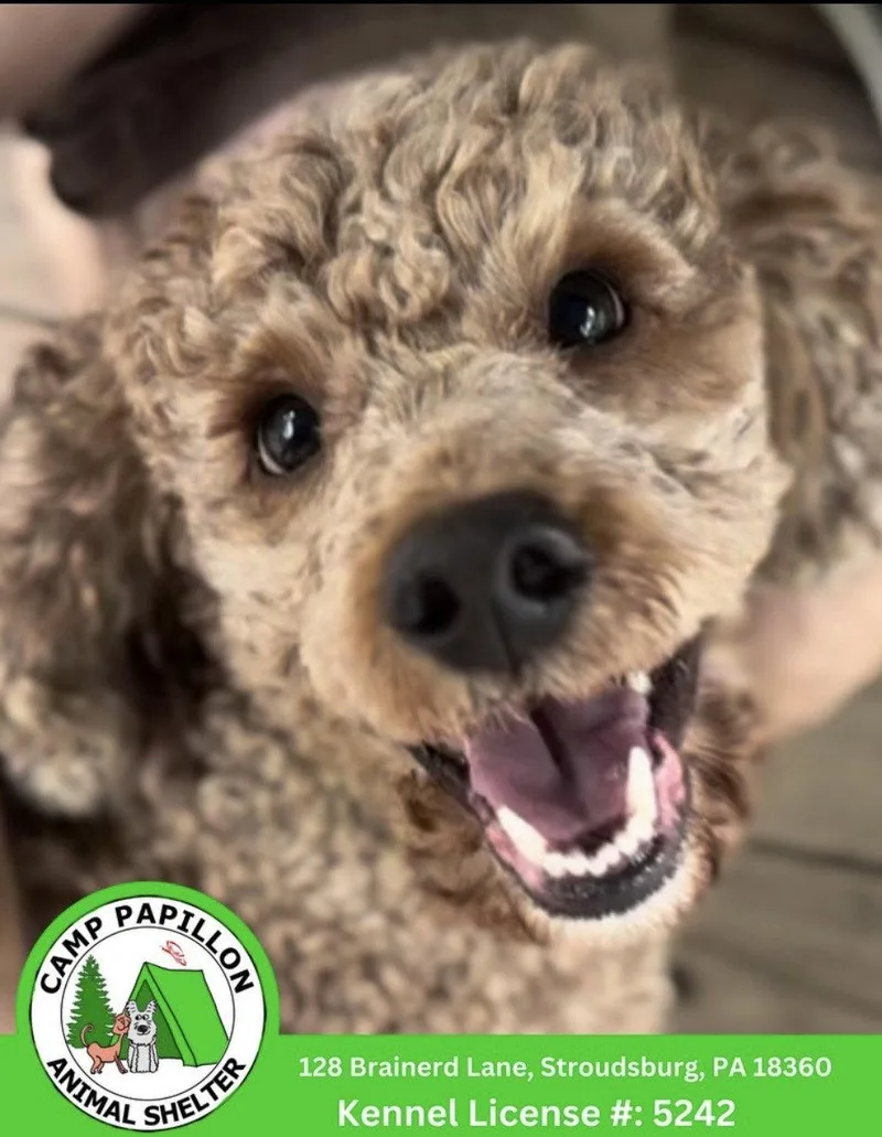 A young medium-sized male Poodle dog named Teddy for adoption in Stroudsburg, PA