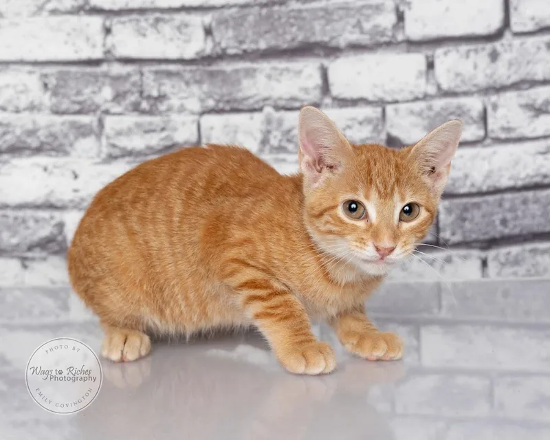 A baby medium-sized male Tabby (Orange / Red) Domestic Short Hair cat named Ernie for adoption in Tuscaloosa, AL