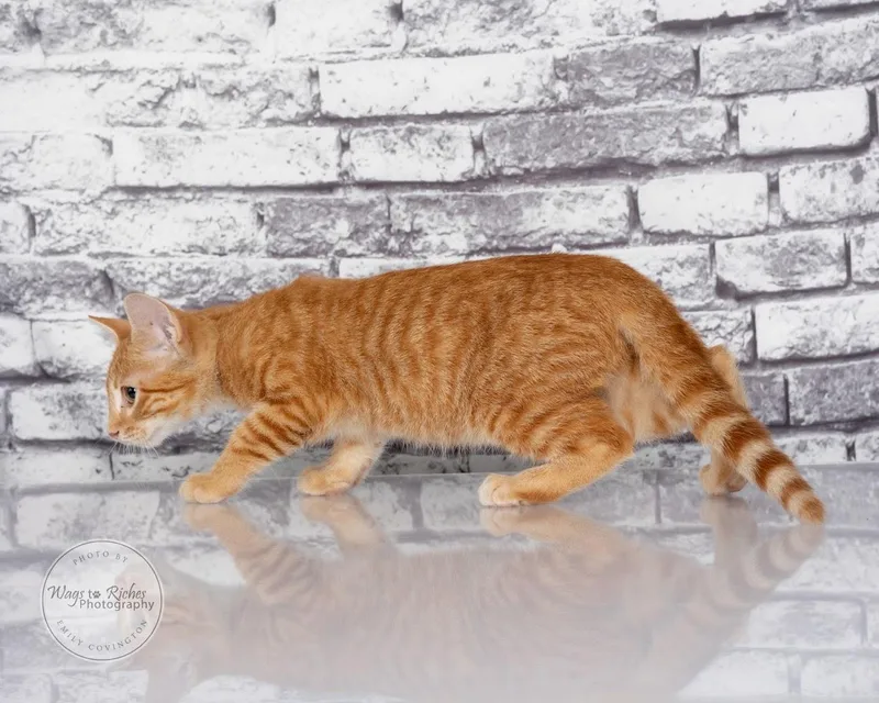 Ernie thumbnail 6