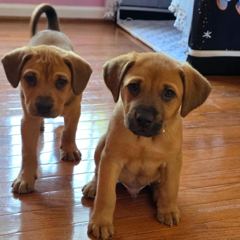 A baby small-sized male Yellow / Tan / Blond / Fawn Mixed Breed dog named Keener for adoption in Fredericksburg, VA