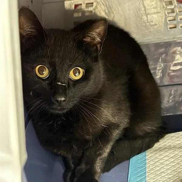 An adult medium-sized male Black Domestic Short Hair cat named Tomato for adoption in Salt Lake City, UT
