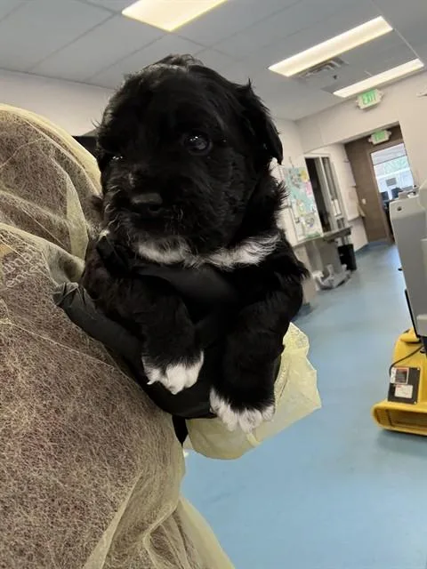 A baby small-sized male Terrier dog named Pup for adoption in Tucson, AZ