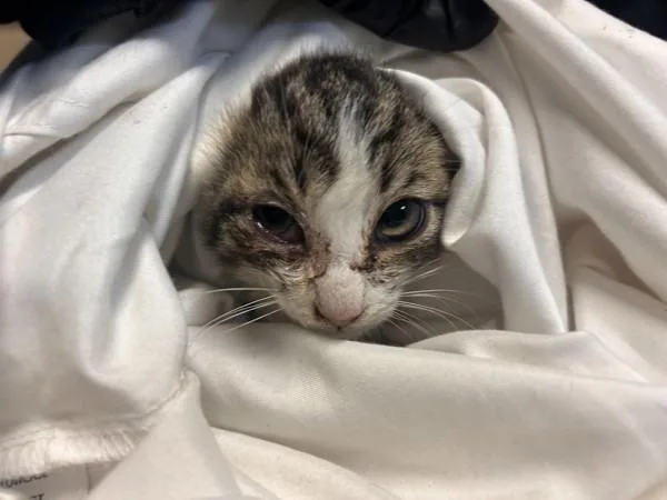 A baby small-sized female Domestic Short Hair cat named Brooklyn for adoption in Oceanside, CA