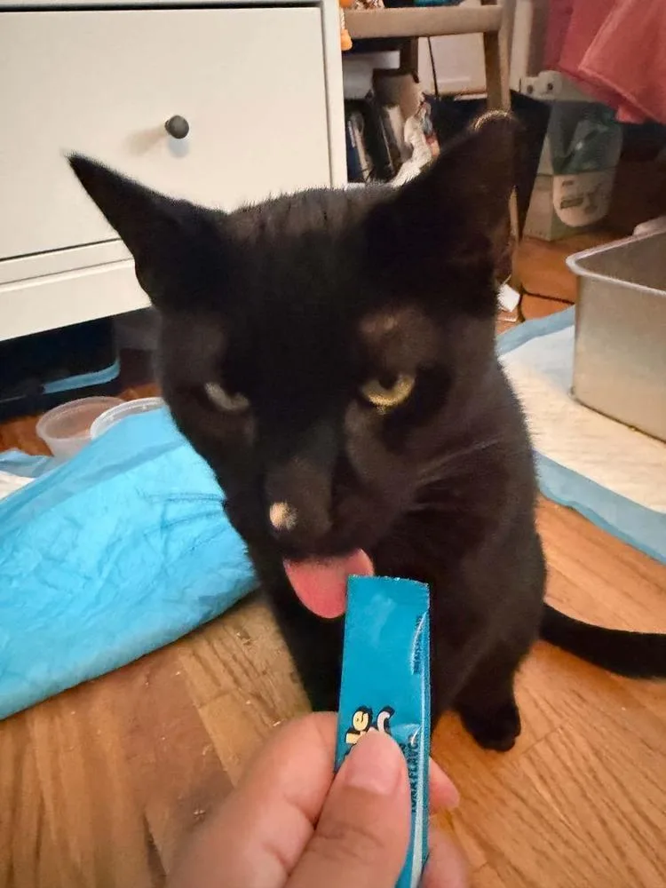 A young medium-sized male Domestic Short Hair cat named Olive for adoption in Chicago, IL
