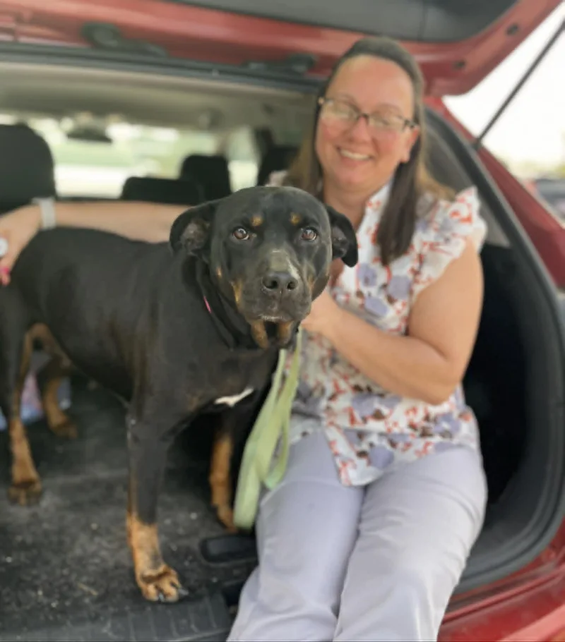 A senior medium-sized female Black Rottweiler dog named Shadow for adoption in Gulfport, MS