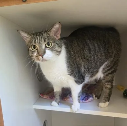 An adult large-sized female Tabby (Gray / Blue / Silver) Domestic Short Hair cat named Mentos for adoption in Phoenixville, PA